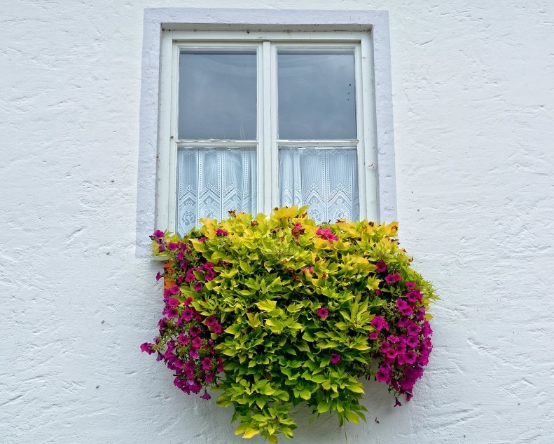 Сурфиния - красивые цветы для балкона и террасы