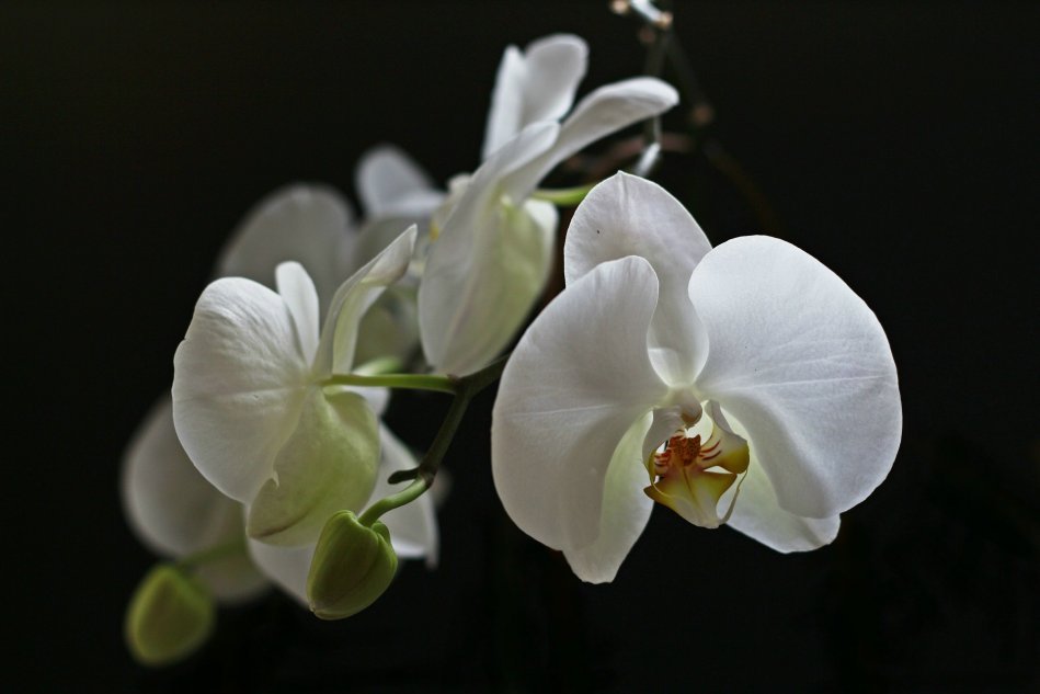 Почему орхидея сбрасывает бутоны и как это предотвратить