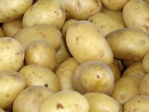 Генетически модифицированный картофель - опасность или польза?