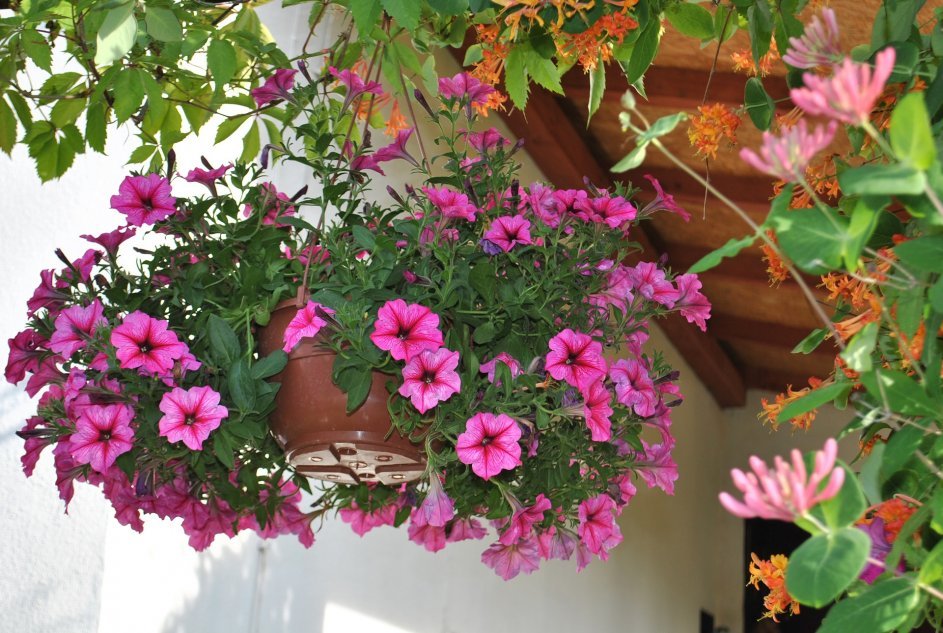 Сурфиния - красивые цветы для балкона и террасы