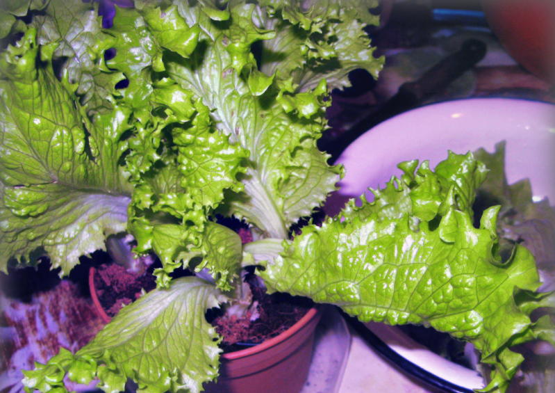Выращивание салата на подоконнике
