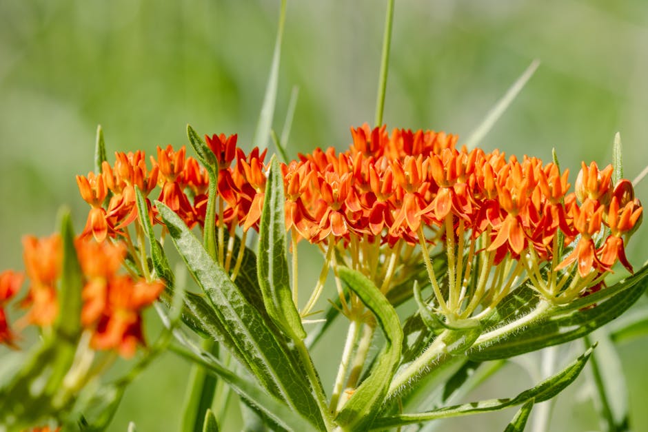 Яркие оранжевые цветы ластовня клубненосного (Asclepias tuberosa) цветут в полном цвету, демонстрируя красоту природы.
