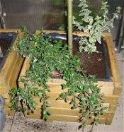 Как высаживать растения для балконных ящиков