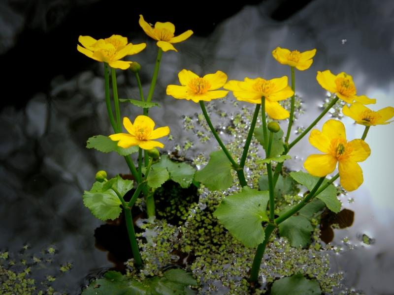 7 самых красивых растений в водоем! Выберите подходящие для вашего сада!