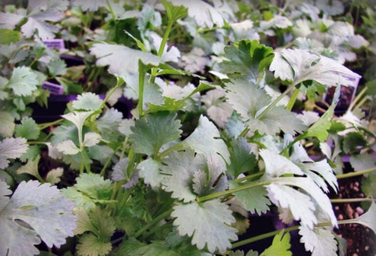 Как вырастить петрушку на подоконнике зимой: 2 простых способа