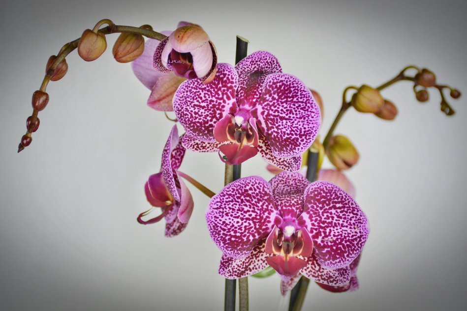 Почему орхидея сбрасывает бутоны и как это предотвратить