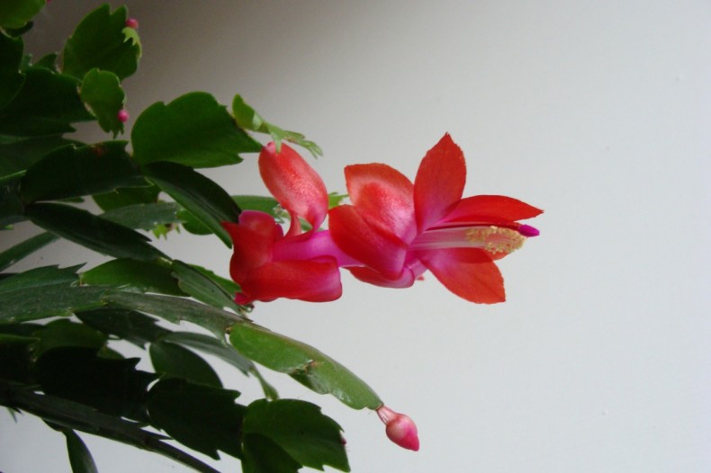 Как выращивать и лелеять grudnik - растение, которое цветет зимой