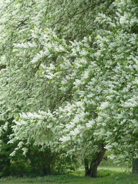 Черемуха – дерево upojnym запаха и интересных свойствах