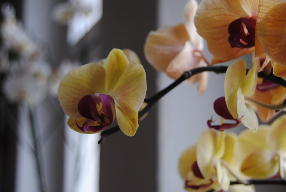 Почему орхидея не цветет? Мы объясняем причины и план действий