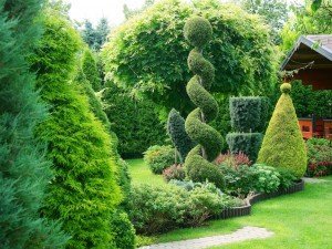 Посадите декоративные лиственные кустарники. Частности, ваш сад!