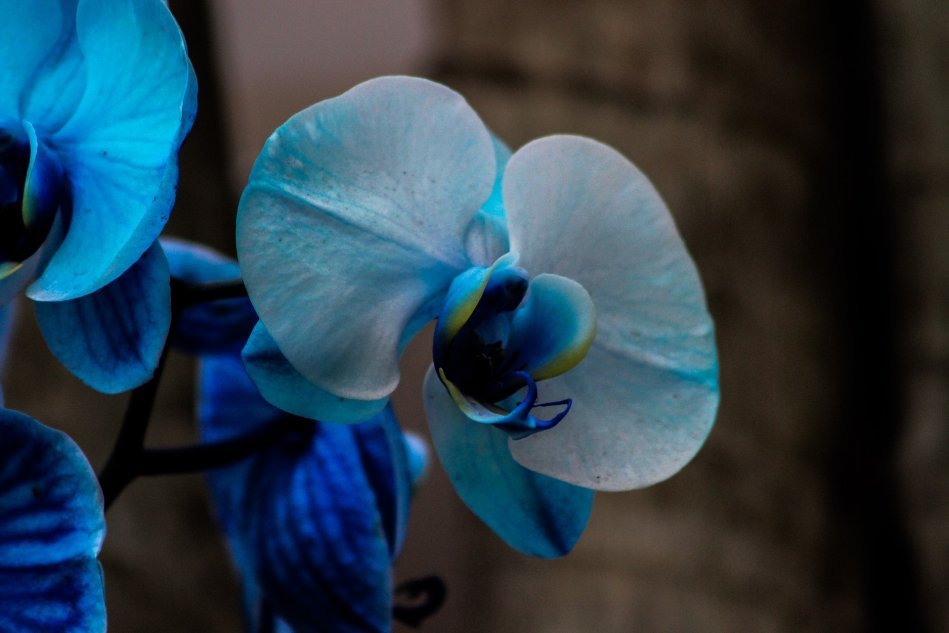 Синие орхидеи – эфемерное очарование цвета