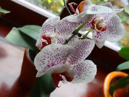 Орхидеи - красочное украшение вашего окна