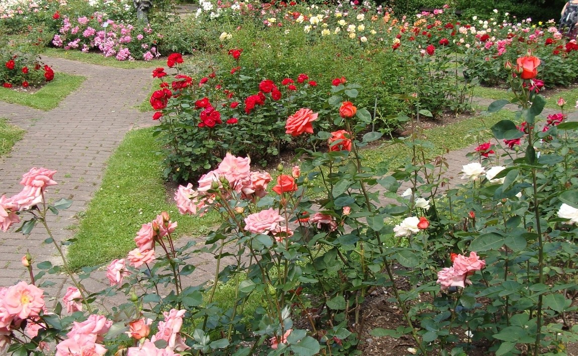 Правильная обрезка роз весной и осенью для начинающих
