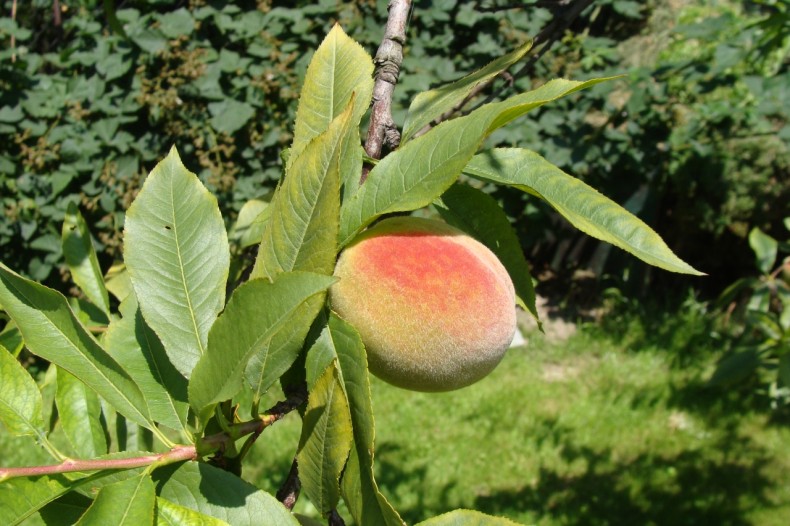 Как выращивать персики в саду
