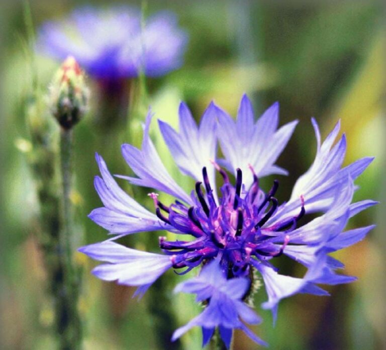 Полезные насекомые в саду: как привлечь и какие растения сажать