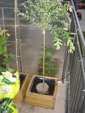 Как высаживать растения для балконных ящиков