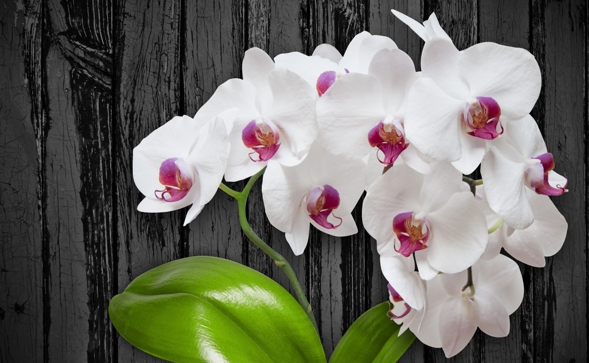 Уход за орхидей. Как выращивать орхидеи дома