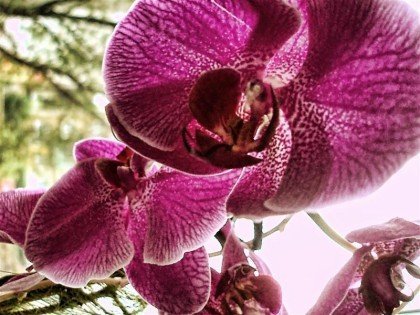 Орхидеи - красочное украшение вашего окна
