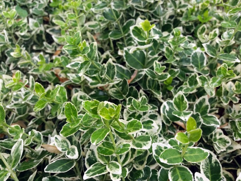 Trzmielina Фортуна": универсальное декоративное растение. Как ее выращивать и лелеять