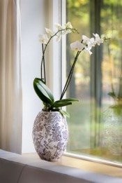 Мода на орхидеи