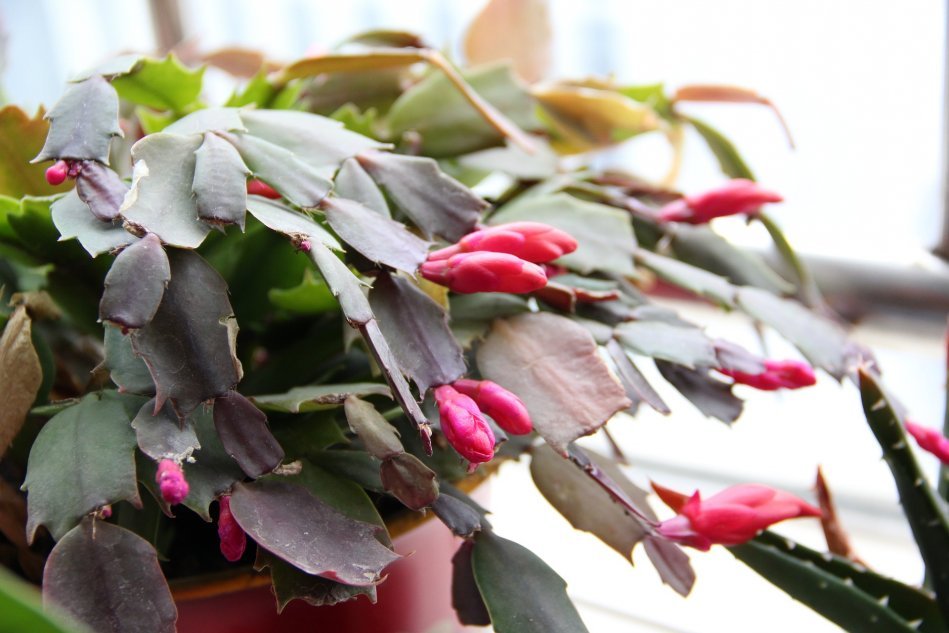 Как выращивать и лелеять grudnik - растение, которое цветет зимой