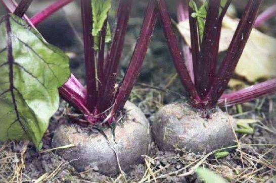 Как вырастить сладкую свеклу: подкормка, полив и сорта