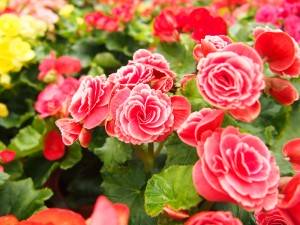 Самые красивые цветы для садовых плантаторов