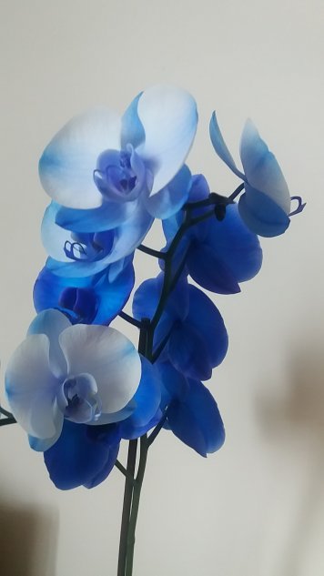 Синие орхидеи – эфемерное очарование цвета