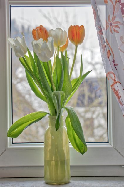 Тюльпаны – в Женский День и не только. Что делать, чтобы они были прочными [ФОТО]