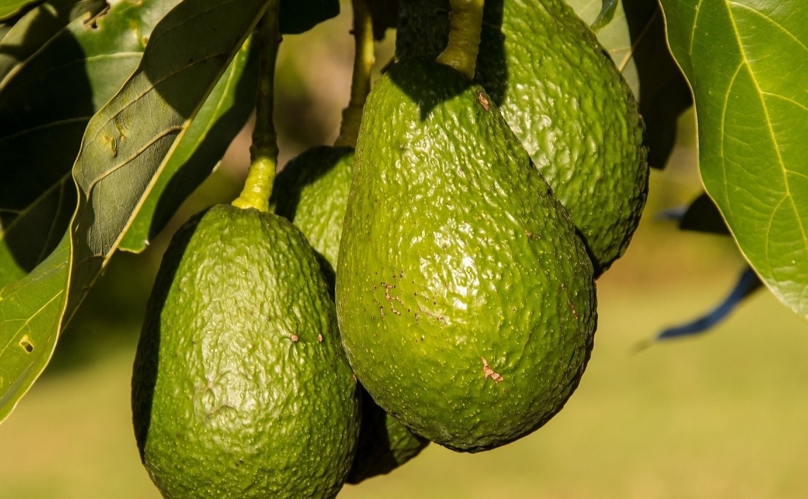 Как вырастить дома авокадо из косточки