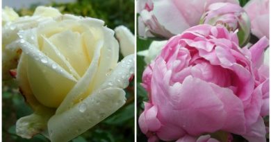 Садовые розы - как выбрать, как сажать и ухаживать