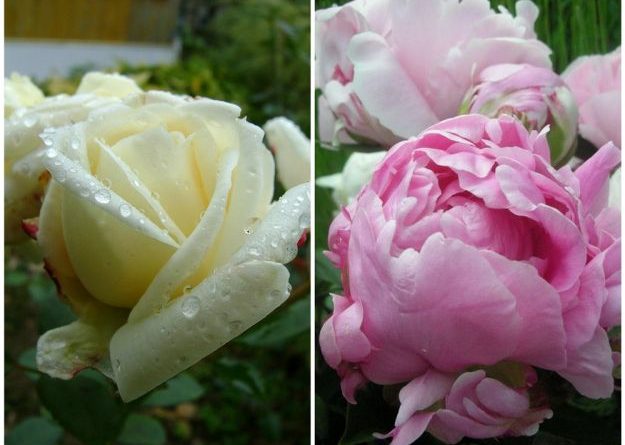 Садовые розы - как выбрать, как сажать и ухаживать