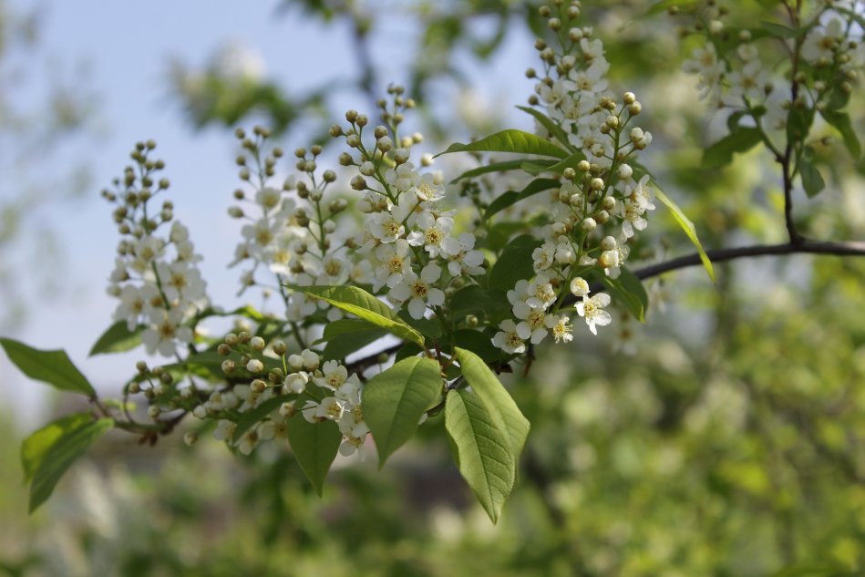 Черемуха – дерево upojnym запаха и интересных свойствах