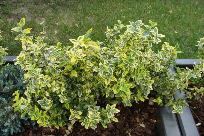 Trzmielina Фортуна": универсальное декоративное растение. Как ее выращивать и лелеять
