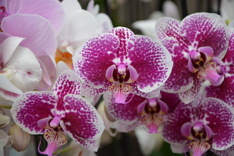 Почему орхидея не цветет? Мы объясняем причины и план действий