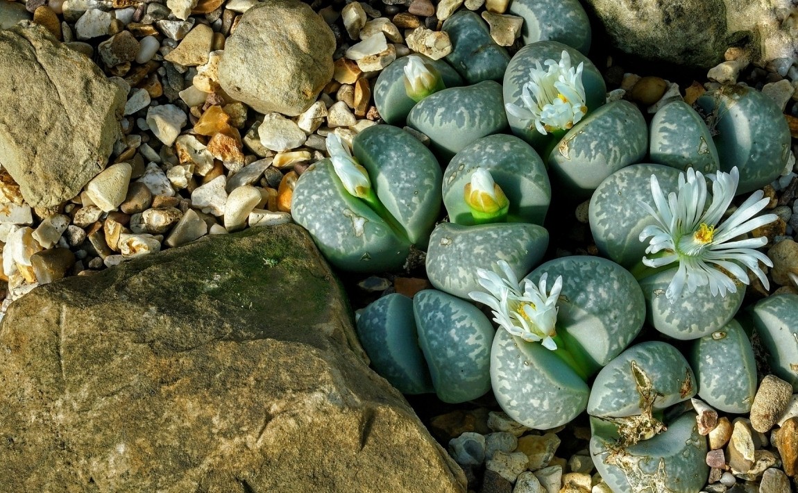 Litopsy – очень нетипичные растения, то есть живые камни