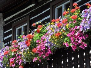 Балконные twardzielki - 5 надежных цветов на балкон