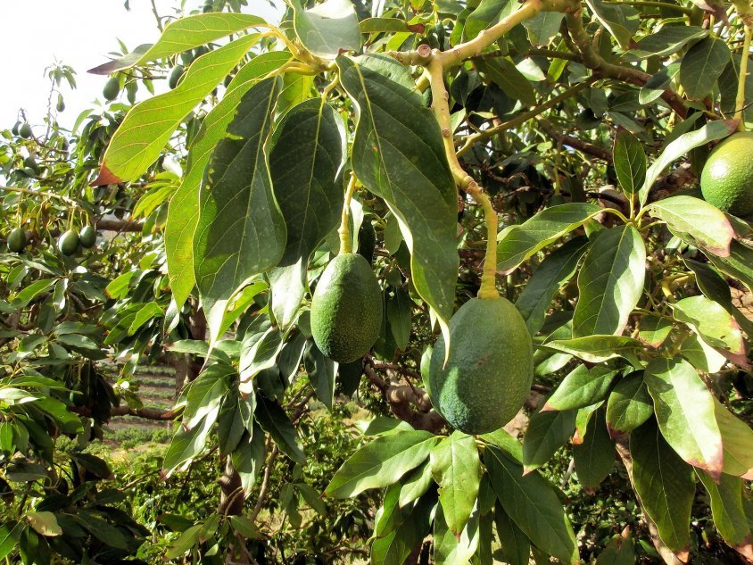 Как вырастить дома авокадо из косточки