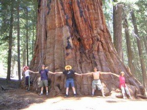 Знаете ли вы, что зерна самого большого дерева в мире размером с головку булавки?