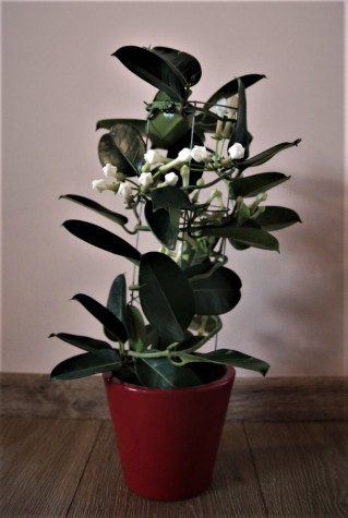 Маракуйи – домашняя лиана с красивыми цветками и ароматом