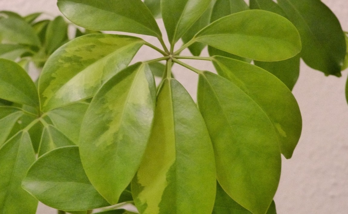 Szeflera - привлекательное комнатное растение легко выращивать
