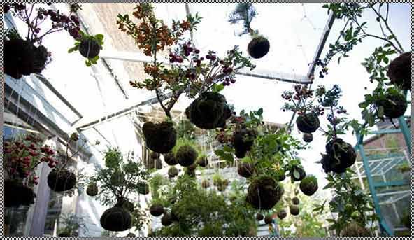 Сад на высоте. Подвесной растительный дизайн String Gardens