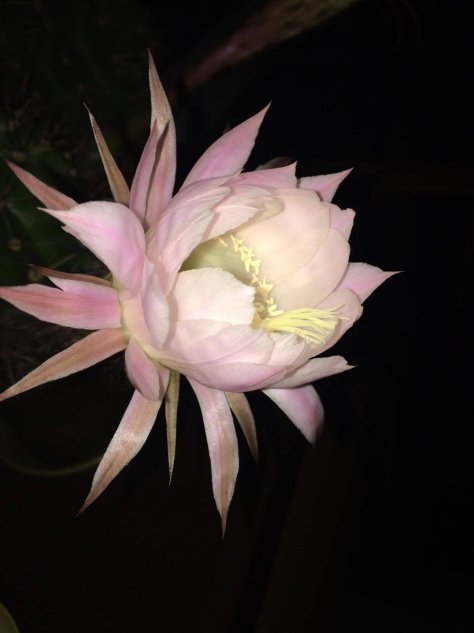 Цветущий кактус Эхинопсис. Как его выращивать, чтобы у него были цветы