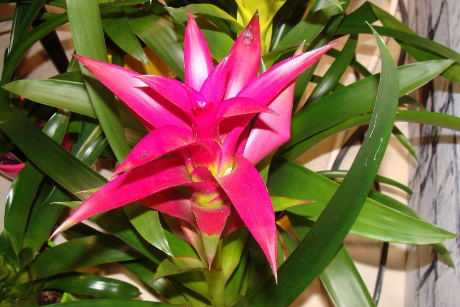 Guzmania - цветущая кузина ананаса. Секреты выращивания