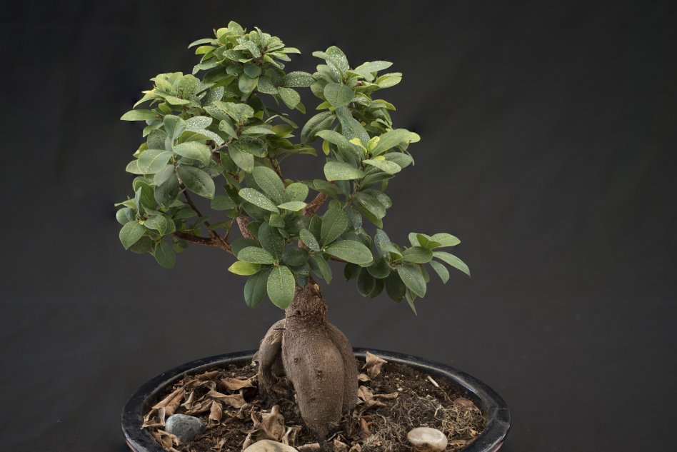 Деревце бонсай – рекомендуем растения просты в уходе