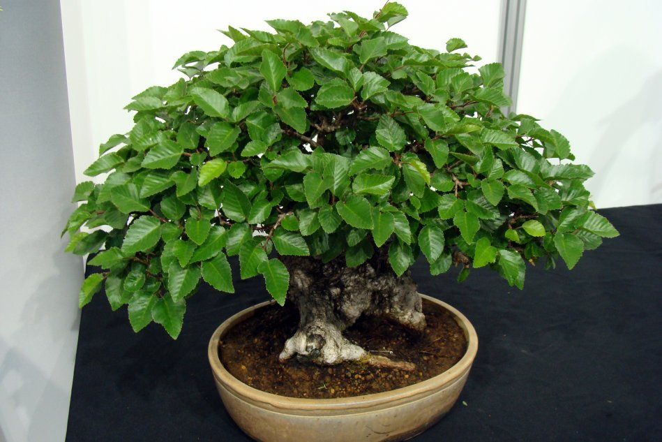 Деревце бонсай – рекомендуем растения просты в уходе