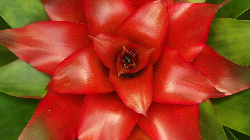 Guzmania - цветущая кузина ананаса. Секреты выращивания