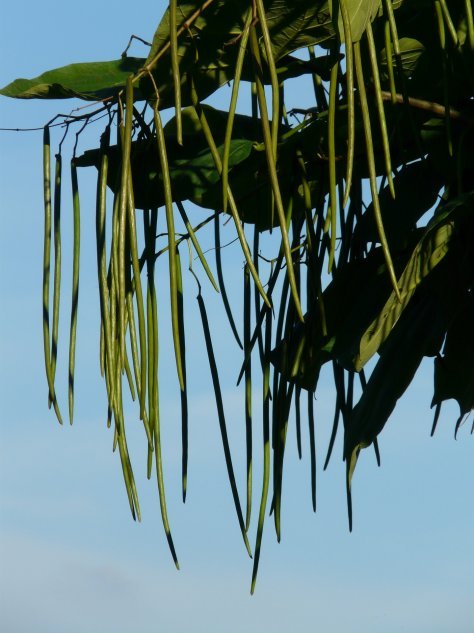 Catalpa - декоративное дерево
