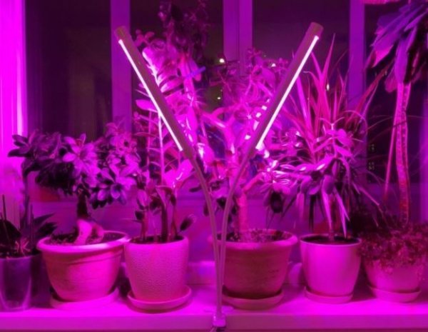 Фитолампы для выращивания рассады и комнатных растений: стоит ли использовать?