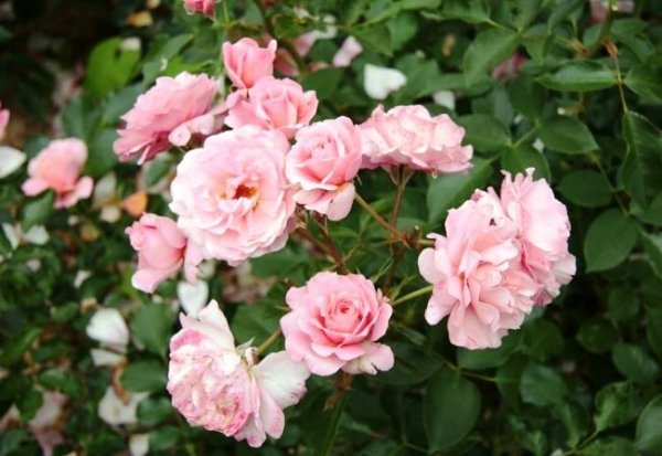 Как посадить и вырастить чайно-гибридные розы на даче